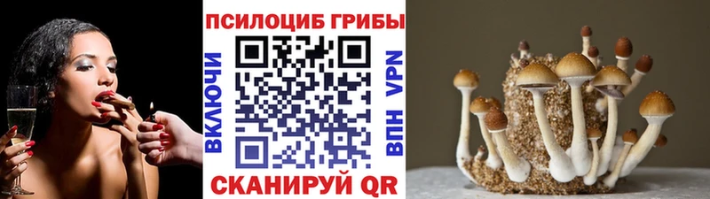Галлюциногенные грибы Psilocybine cubensis Зеленогорск